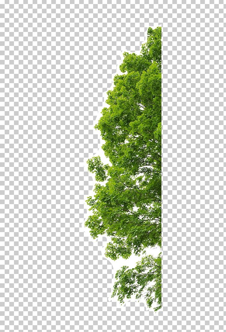 Thumbnail Mining PNG, Clipart, Biome, Branch, Coal, Computer Icons, Conifer Free PNG Download