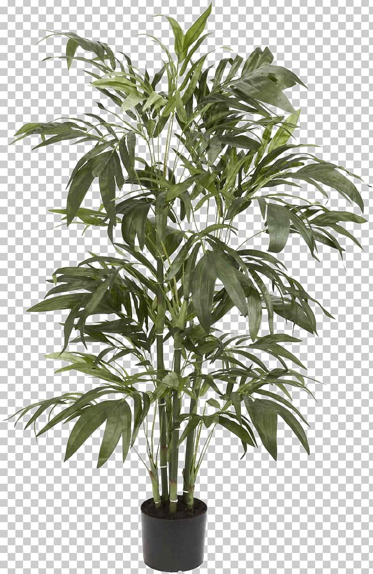 Areca Palm Arecaceae Tree Bamboo Plant PNG, Clipart, Albizia Julibrissin, Arecaceae, Arecales, Areca Palm, Bamboo Free PNG Download