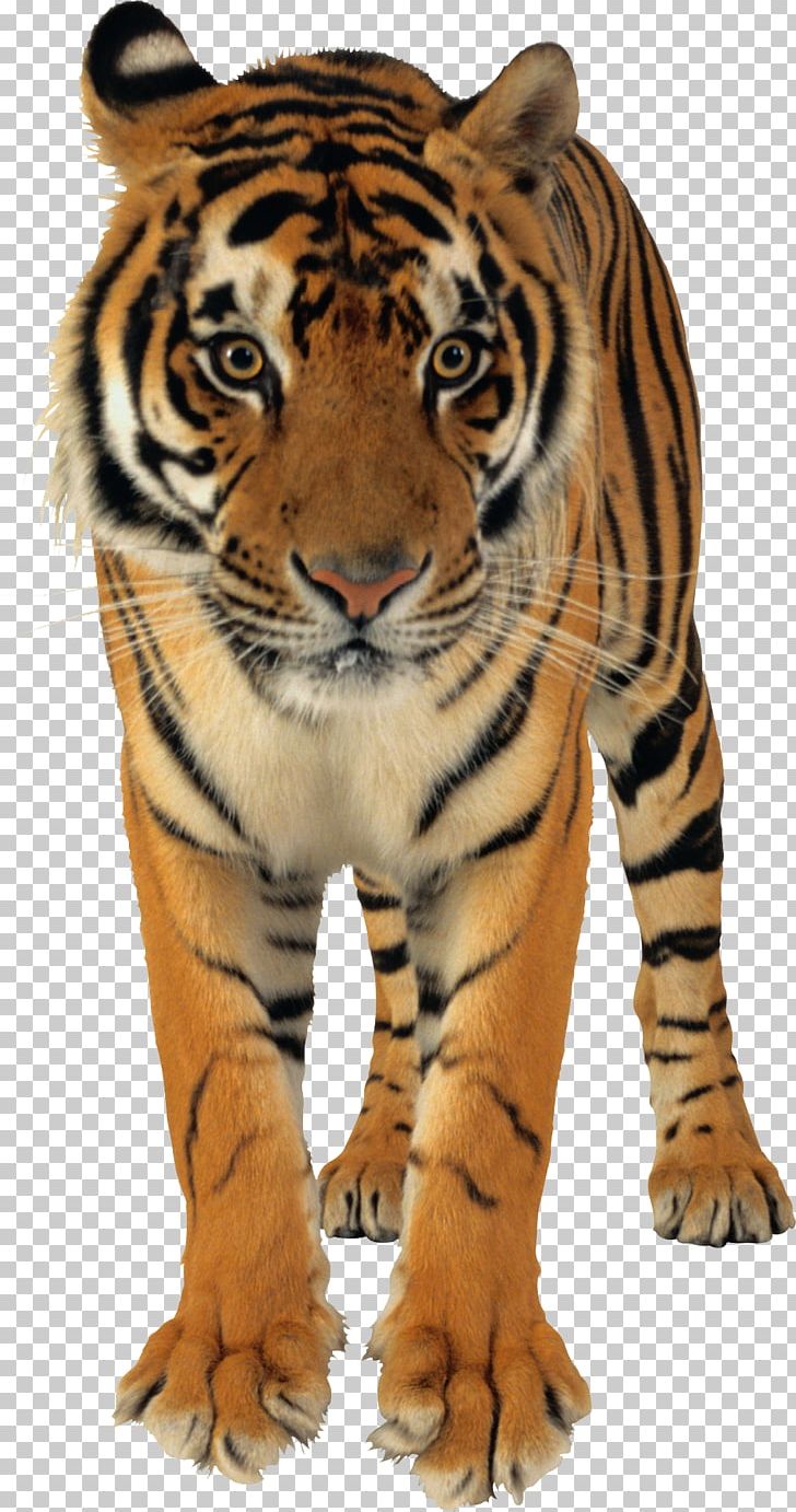 Bengal Tiger Lion White Tiger PNG, Clipart, Animal, Animals, Bengal Tiger, Big Cats, Carnivoran Free PNG Download