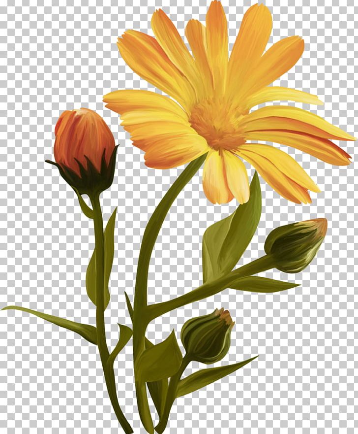 Flower Desktop PNG, Clipart, Annual Plant, Calendula, Calendula Officinalis, Chrysanthemum, Chrysanths Free PNG Download