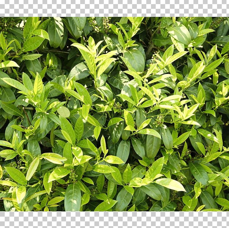 Hedge Evergreen Cherry Laurel Bay Laurel Garden PNG, Clipart, Bay Laurel, Cherry Laurel, Evergreen, Fence, Garden Free PNG Download