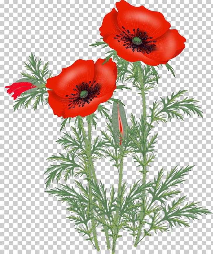 Opium Poppy Flower PNG, Clipart, Anemone, Annual Plant, Clip Art, Coquelicot, Cut Flowers Free PNG Download