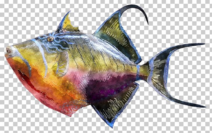 Triggerfish Photography Underwater PNG, Clipart, Aquatic Animal, Bony Fish, Coral Reef, Coral Reef Fish, Fin Free PNG Download