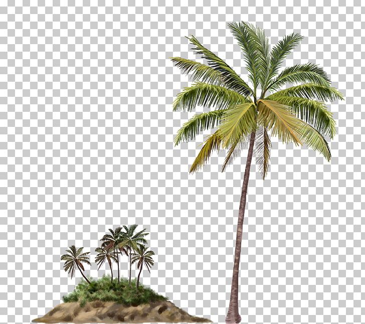 Arecaceae Palm Islands Tree Beach PNG, Clipart, Arecaceae, Arecales, Attalea, Attalea Speciosa, Borassus Flabellifer Free PNG Download