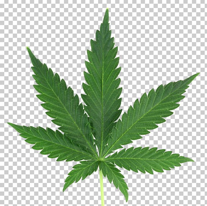 Cannabis Cultivation Leaf Spots Medical Cannabis PNG, Clipart, 420 Day, Blunt, Cannabis, Cannabis Cultivation, Cannabis Png Free PNG Download