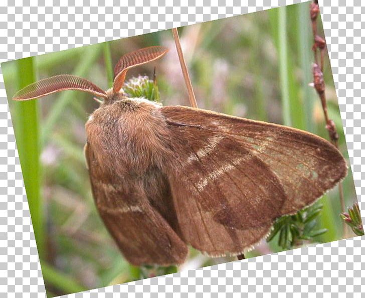 Brush-footed Butterflies Butterfly Fox Moth Night PNG, Clipart, Arthropod, Bombycidae, Brush Footed Butterfly, Butterfly, Evolution Free PNG Download