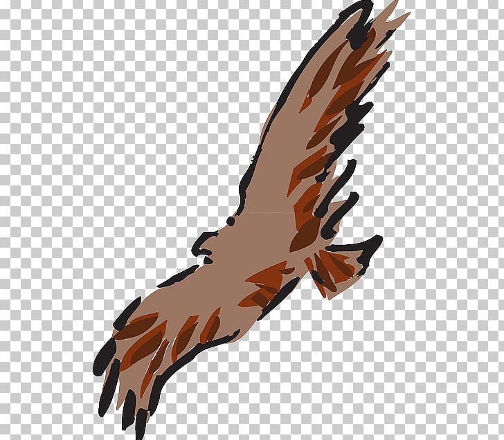Eagle Feather Art PNG, Clipart, Accipitriformes, Animal, Animals, Art, Beak Free PNG Download