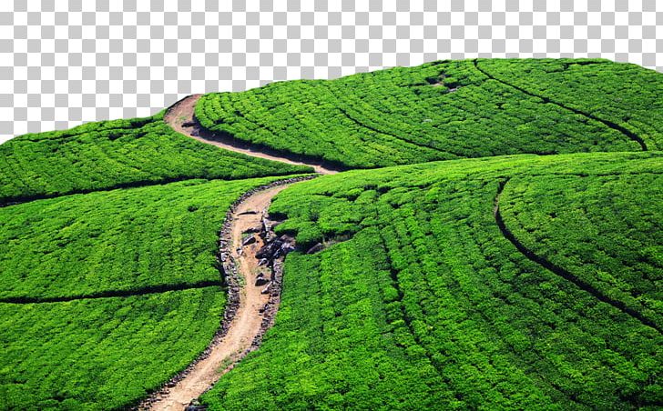 Green Tea Tea Production In Sri Lanka Cha Pu Tea Garden PNG, Clipart, Agriculture, Area, Camellia Sinensis, China, Crop Free PNG Download