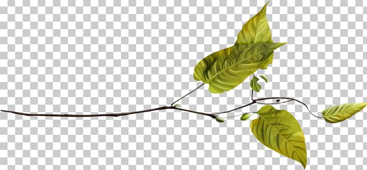 Twig Plant Stem Leaf PNG, Clipart, Branch, Creation, Deco, Green Leaf, Kaz Free PNG Download