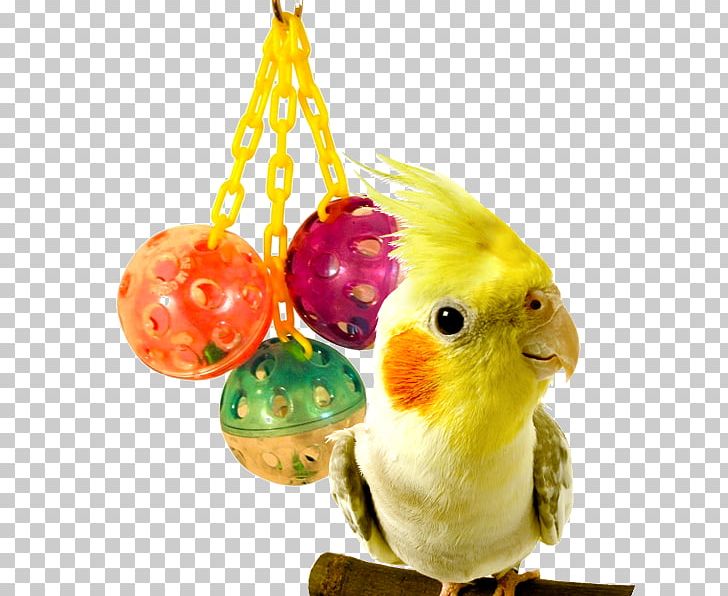 Parrot Budgerigar Lovebird Cockatiel PNG, Clipart, Beak, Bird, Birdcage, Bird Supply, Birdtoy Free PNG Download