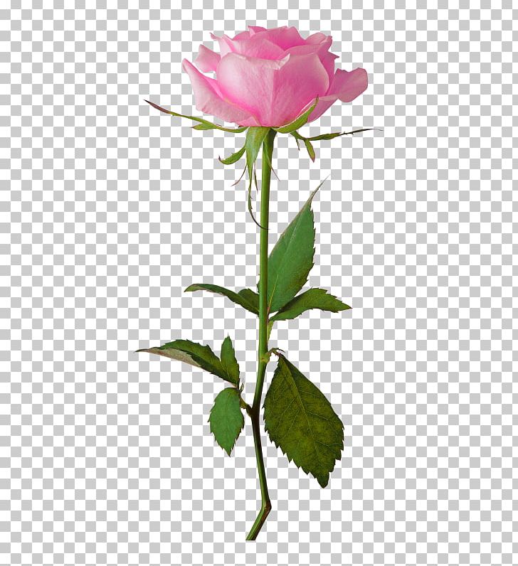 Rose Flower PNG, Clipart, Black Rose, Bud, Clip Art, Cut Flowers, Drawing Free PNG Download