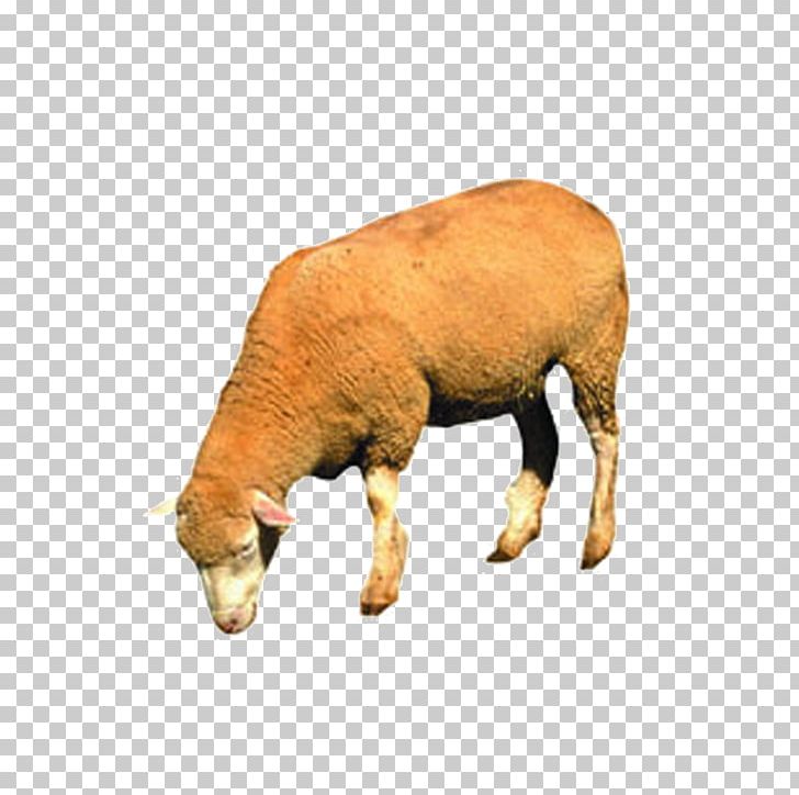 Sheep Cattle Goat Guinea Pig Domestic Pig PNG, Clipart, Animal, Animals, Black Sheep, Cartoon Sheep, Cattle Like Mammal Free PNG Download