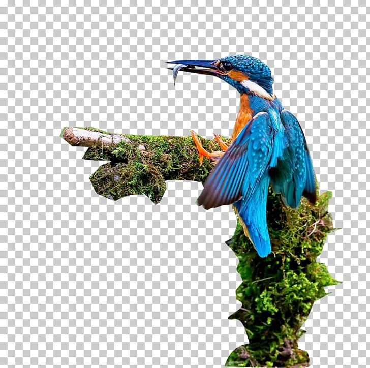 Bird PNG, Clipart, Adobe Illustrator, Animals, Beak, Bird, Bird Cage Free PNG Download