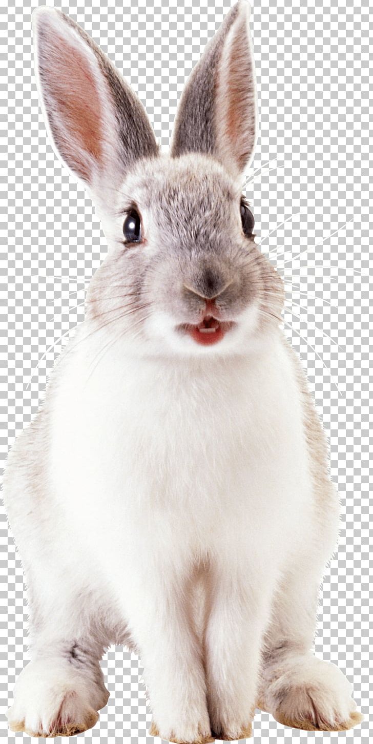 Rabbit PNG, Clipart, Animals, Cachorro, Catsofinstagram, Computer Icons, Conciencia Free PNG Download