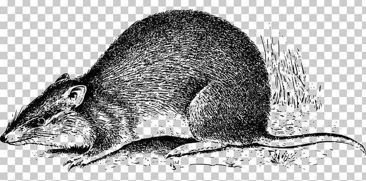 Rat Mouse Marsupial New Guinea PNG, Clipart, Animal, Animals, Asset, Australia, Bandicoot Free PNG Download