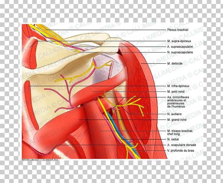 Shoulder Muscular System Anatomy Muscle Human Body PNG, Clipart, Abdomen, Anatomy, Angle, Arm, Blood Vessel Free PNG Download