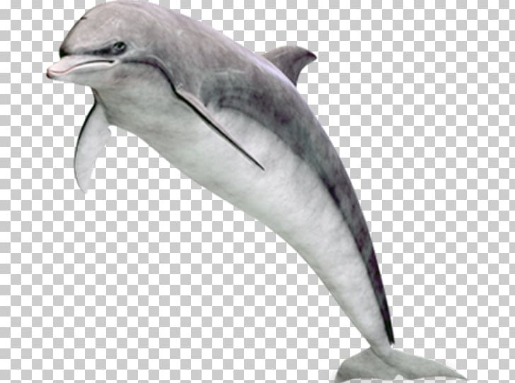 Common Bottlenose Dolphin Tucuxi Short-beaked Common Dolphin Rough-toothed Dolphin White-beaked Dolphin PNG, Clipart, Animals, Cetacea, Fauna, Image File Formats, Mammal Free PNG Download