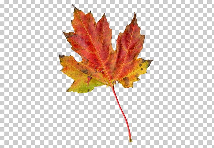 Leaf Autumn Transparency And Translucency PNG, Clipart, Abstract Photography, Autumn, Autumn Leaves, Information, Leaf Free PNG Download