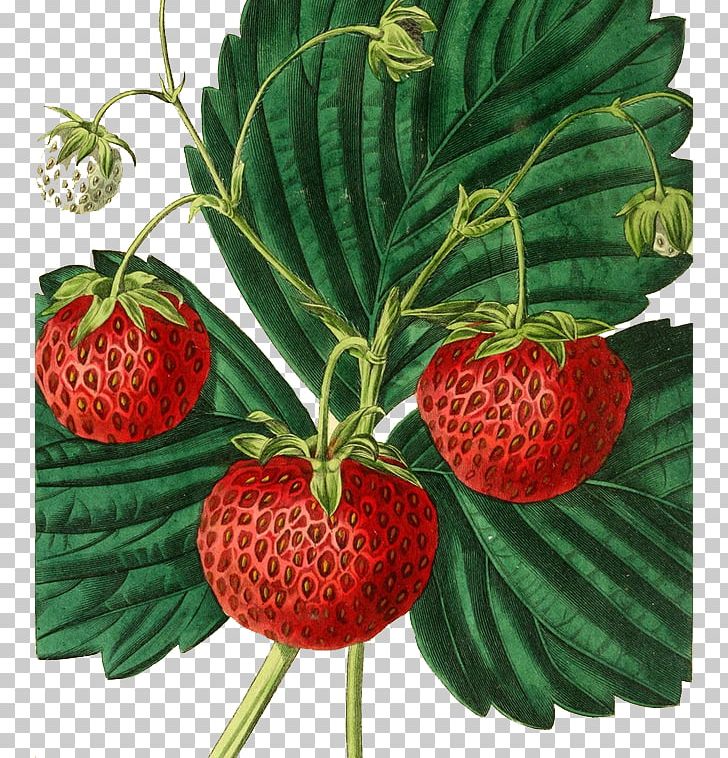 Strawberry Painting Fruit Drawing Illustration PNG, Clipart, Aedmaasikas, Amorodo, Art, Berry, Botanical Illustration Free PNG Download