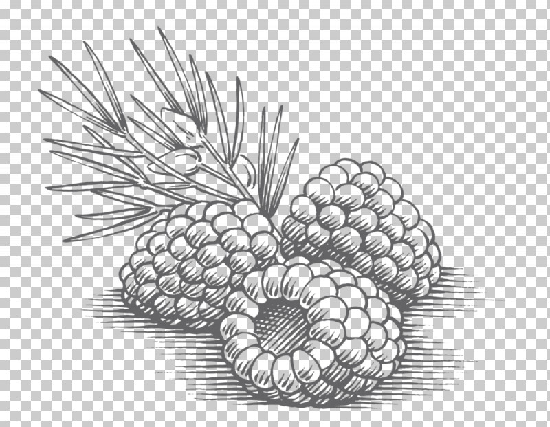 Pineapple PNG, Clipart, Ananas, Colorado Spruce, Conifer, Conifer Cone, Drawing Free PNG Download