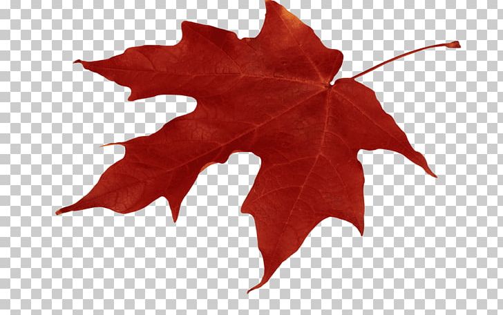 Autumn Leaf Color Red Maple Maple Leaf PNG, Clipart, Autumn, Autumn Leaf Color, Download, Flowering Plant, Image File Formats Free PNG Download