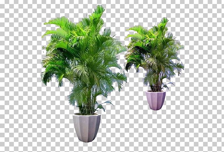 Bamboo Flowerpot Houseplant Areca Palm PNG, Clipart, Arecaceae, Bamboo Border, Bamboo Frame, Bamboo Leaves, Bamboo Tree Free PNG Download