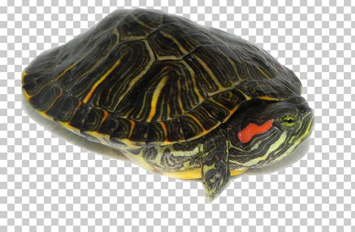 Box Turtle Reptile Frog Red-eared Slider PNG, Clipart, Animals, Box Turtle, Emydidae, Frog, Loggerhead Free PNG Download