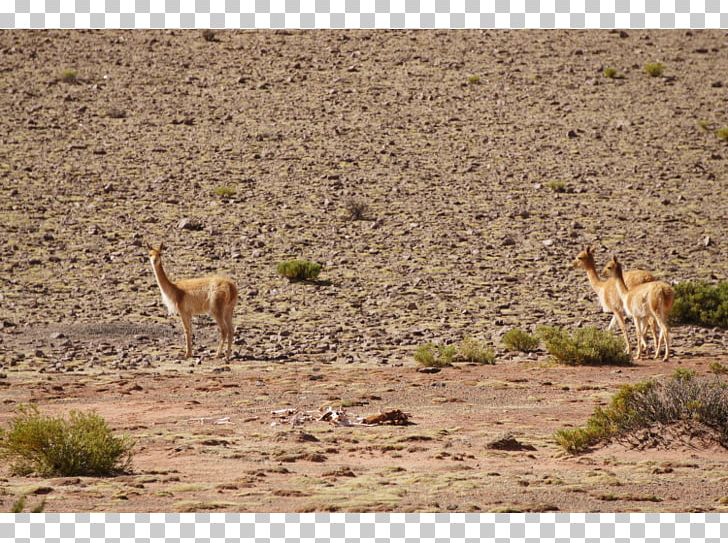 Vicuña Guanaco Nature Reserve Steppe Fauna PNG, Clipart, Ecoregion, Ecosystem, Fauna, Gazelle, Grass Free PNG Download