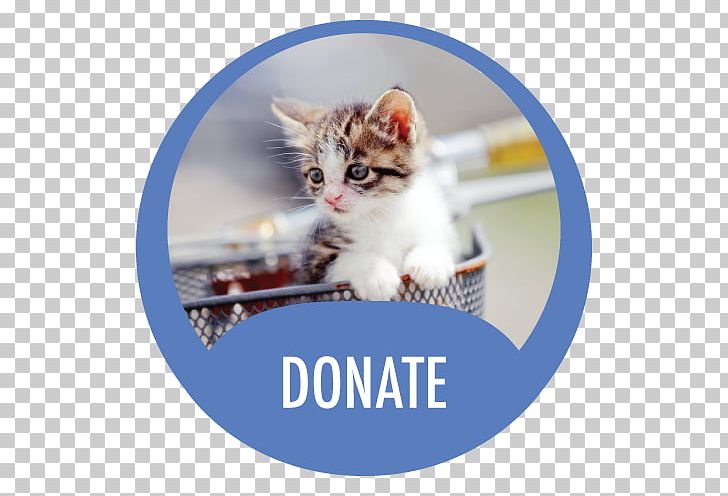 Cat Find Kitten Stock Photography Insurance PNG, Clipart, Adopt, Alliance, Android, Animal, Animals Free PNG Download