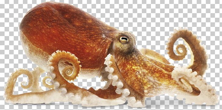 Octopus Cephalopod Dorling Kindersley The New Children's Encyclopedia Squid PNG, Clipart, Book, Cephalopod, Child, Common Octopus, Dorling Kindersley Free PNG Download