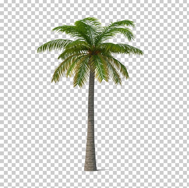 Adonidia Veitchia Coconut Tree PNG, Clipart, Adonidia, Arecaceae, Arecales, Beach, Coconut Free PNG Download