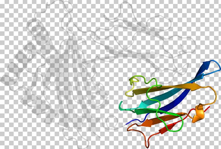 Beta-2 Microglobulin PNG, Clipart, 2 Domains, Alpha 2, Area, Atom, Beta2 Microglobulin Free PNG Download