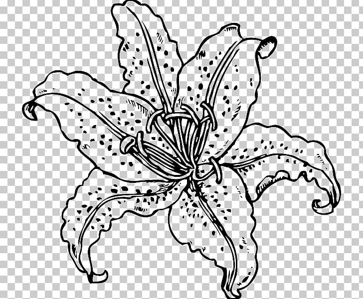 Easter Lily Tiger Lily Lilium Candidum PNG, Clipart, Drawing, Flower, Graphic, Hand Drawn, Leaf Free PNG Download