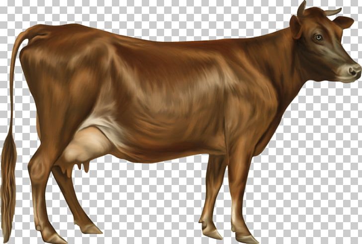 Jersey Cattle Holstein Friesian Cattle Guernsey Cattle Ayrshire Cattle PNG, Clipart, Animals, Bull, Calf, Cattle, Cattle Like Mammal Free PNG Download