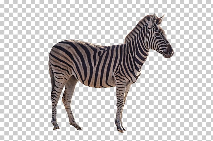 Quagga Portable Network Graphics Horse Zebra Transparency PNG, Clipart, African Bush Elephant, Animal, Animal Figure, Animals, Fauna Of Africa Free PNG Download