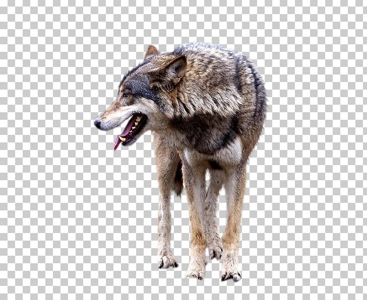 Wolf Portable Network Graphics Animal PNG, Clipart, Animal, Art, Carnivoran, Coyote, Deviantart Free PNG Download