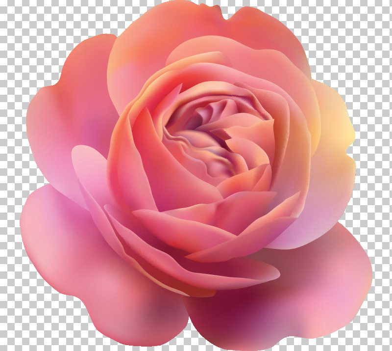 One Flower One Rose Valentines Day PNG, Clipart, Annual Plant, Artificial Flower, Camellia, China Rose, Closeup Free PNG Download