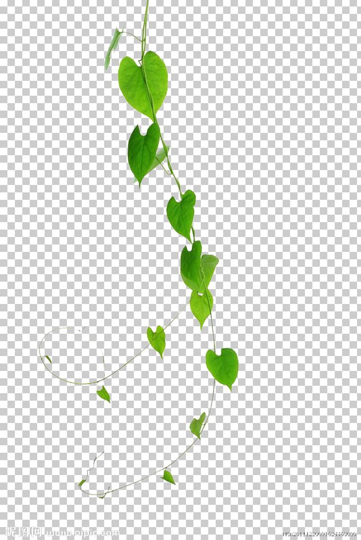 Vine Green Plant Leaf PNG, Clipart, Background, Background Decoration, Beach Rose, Blue, Branch Free PNG Download