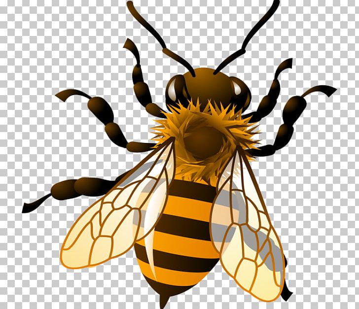 Western Honey Bee Bumblebee PNG, Clipart, Arthropod, Bee, Beehive, Bumblebee, Drawing Free PNG Download