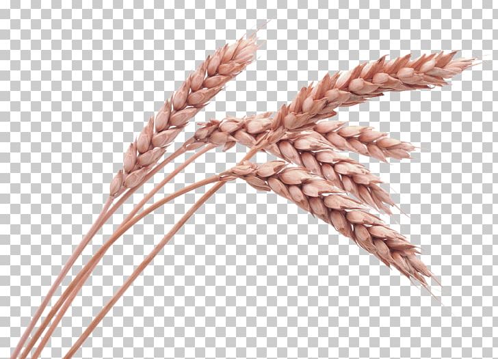 Wheat Cereal Stock Photography Oat Ear PNG, Clipart, Barley, Brown, Christmas Decoration, Commodity, Decoration Free PNG Download