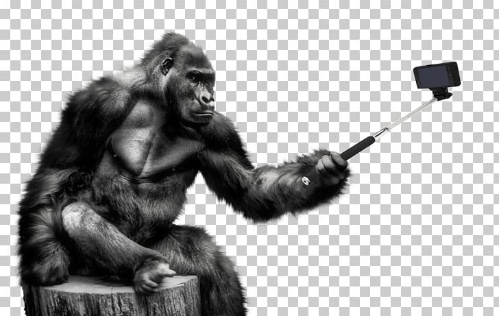 Gorilla PNG, Clipart, Gorilla Free PNG Download