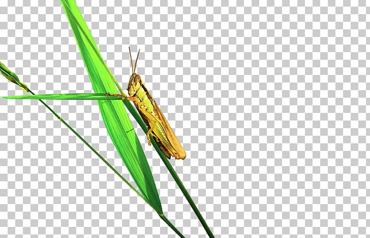 Grasshopper Caelifera PNG, Clipart, Caelifera, Creative, Creative Pastoral Style, Download, Element Free PNG Download