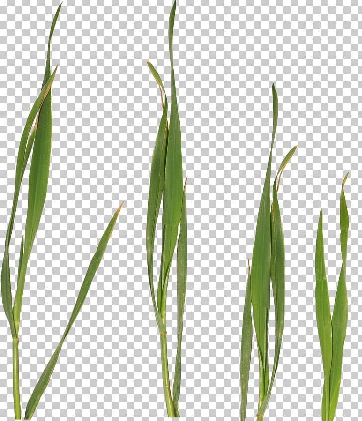 Portable Network Graphics Sweet Grass JPEG PNG, Clipart, Bunt, Commodity, Display Resolution, Download, Grass Free PNG Download