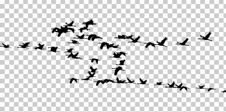 Bird Migration Crane Flock Animal Migration PNG, Clipart, Animal, Animal Migration, Animals, Beak, Bird Free PNG Download