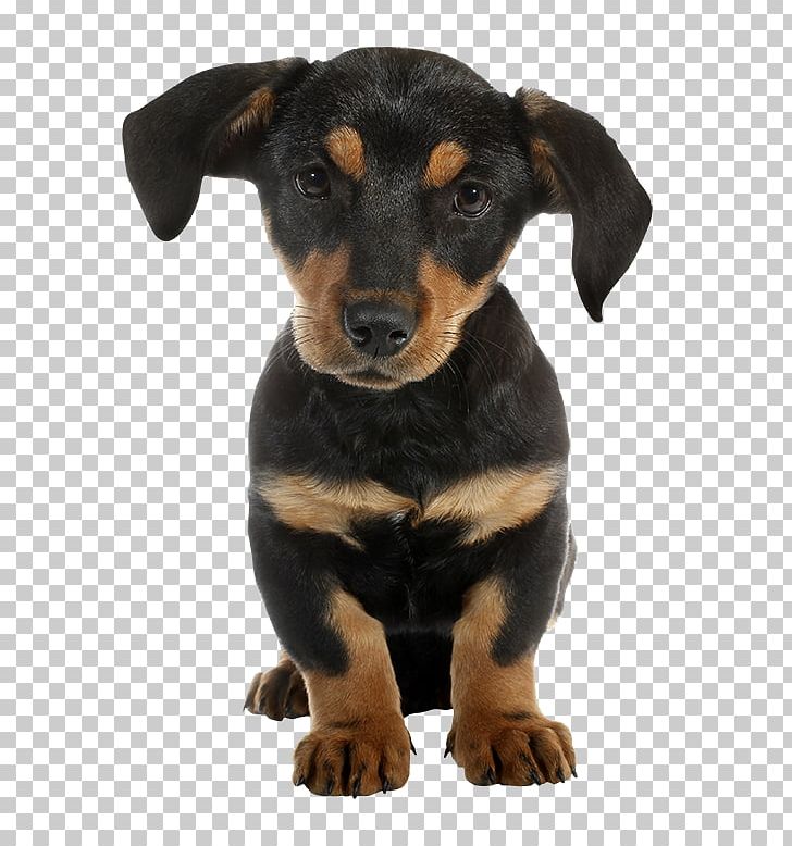 Dachshund Puppy Rottweiler Veterinarian Kitten PNG, Clipart, Animal, Animals, Austrian Black And Tan Hound, Black Dog, Carnivoran Free PNG Download