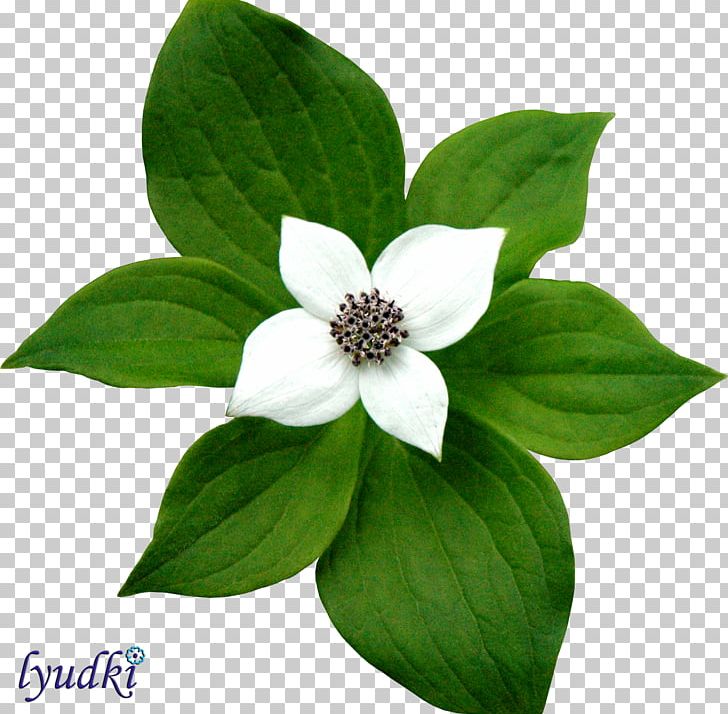 Flower Ottoman Dungeons Polyvore PNG, Clipart, Android, Apartment, Art, Computer Software, Download Free PNG Download