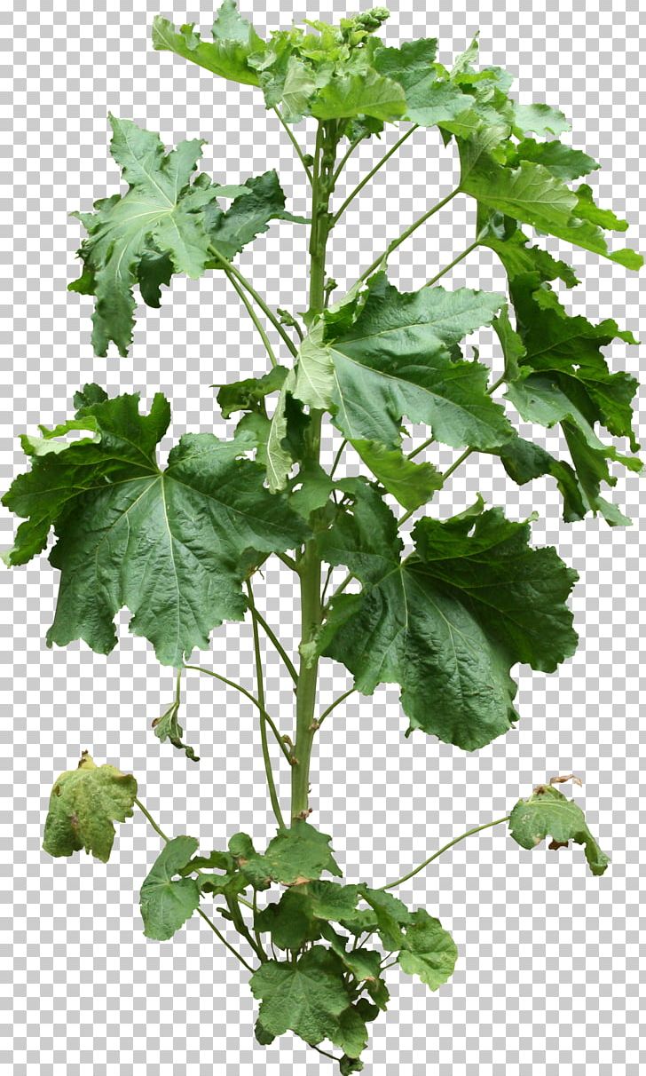 Spring Greens Rapini Common Hop Herb Leaf PNG, Clipart, Annual Plant, Common Hop, Flora, Grape Leaves, Grapevine Family Free PNG Download