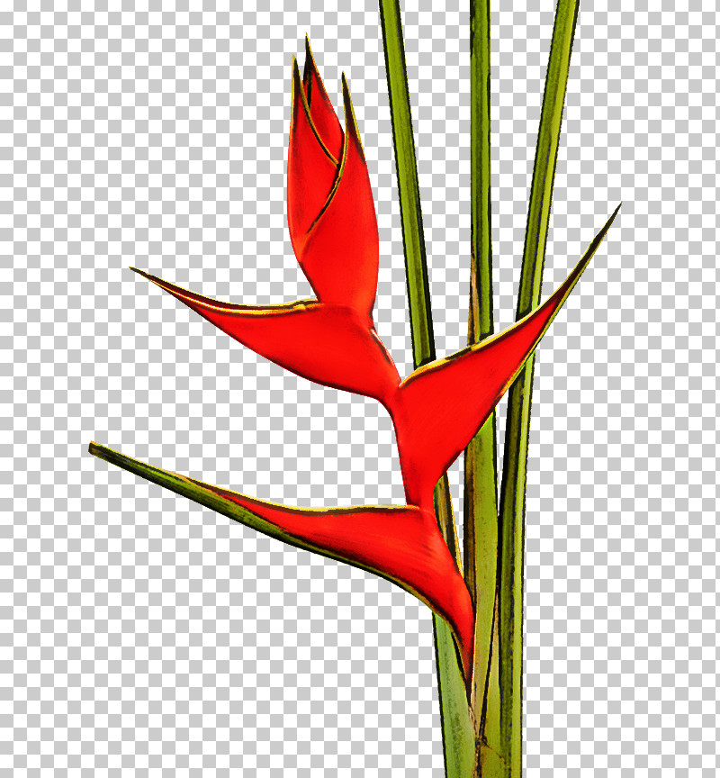 Bird Of Paradise PNG, Clipart, Bird Of Paradise, Flower, Heliconia, Plant, Plant Stem Free PNG Download