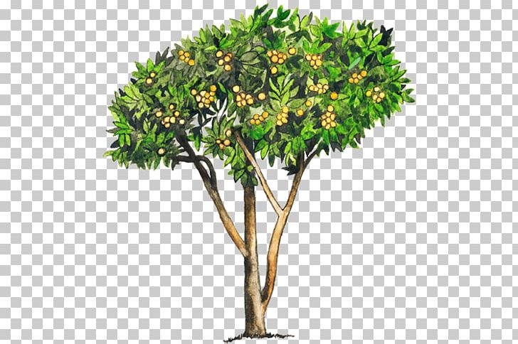 Loquat Tree Common Guava Woody Plant PNG, Clipart, Arboles, Bark, Branch, Common Guava, Eriobotrya Free PNG Download