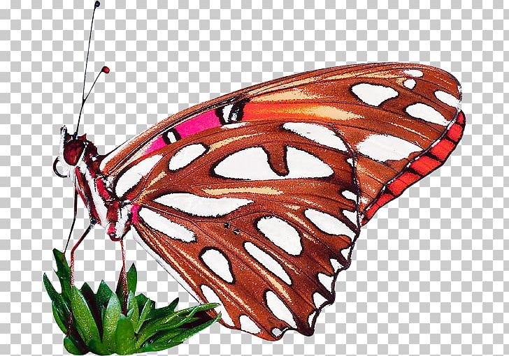 Monarch Butterfly Butterflies & Moths Glow Pack Nymphalidae PNG, Clipart, Arthropod, Book, Bookshop, Brush Footed Butterfly, Butterflies And Moths Free PNG Download